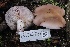  ( - FDS-CA-00703)  @11 [ ] by-nc (2024) Taye Bright Fungal Diversity Survey