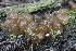  ( - FDS-CA-00705)  @11 [ ] by-nc (2024) Taye Bright Fungal Diversity Survey