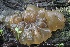  ( - FDS-CA-00705)  @11 [ ] by-nc (2024) Taye Bright Fungal Diversity Survey