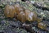  ( - FDS-CA-00705)  @11 [ ] by-nc (2024) Taye Bright Fungal Diversity Survey