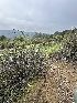 ( - FDS-CA-00706)  @11 [ ] by-nc (2024) Taye Bright Fungal Diversity Survey
