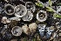 ( - FDS-CA-00709)  @11 [ ] by-nc (2024) Taye Bright Fungal Diversity Survey