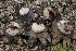  ( - FDS-CA-00710)  @11 [ ] by-nc (2024) Taye Bright Fungal Diversity Survey