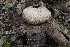  ( - FDS-CA-00710)  @11 [ ] by-nc (2024) Taye Bright Fungal Diversity Survey