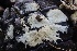  ( - FDS-CA-00712)  @11 [ ] by-nc (2024) Taye Bright Fungal Diversity Survey