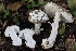  (Amanita sp. crassiputamen - FDS-CA-00714)  @11 [ ] by-nc (2024) Taye Bright Fungal Diversity Survey