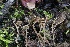  ( - FDS-CA-00715)  @11 [ ] by-nc (2024) Taye Bright Fungal Diversity Survey