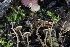  ( - FDS-CA-00715)  @11 [ ] by-nc (2024) Taye Bright Fungal Diversity Survey