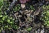  ( - FDS-CA-00715)  @11 [ ] by-nc (2024) Taye Bright Fungal Diversity Survey