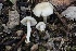  ( - FDS-CA-00716)  @11 [ ] by-nc (2024) Taye Bright Fungal Diversity Survey
