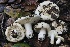  ( - FDS-CA-00717)  @11 [ ] by-nc (2024) Taye Bright Fungal Diversity Survey