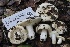  ( - FDS-CA-00717)  @11 [ ] by-nc (2024) Taye Bright Fungal Diversity Survey