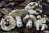  ( - FDS-CA-00717)  @11 [ ] by-nc (2024) Taye Bright Fungal Diversity Survey