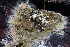  ( - FDS-CA-00721)  @11 [ ] by-nc (2024) Taye Bright Fungal Diversity Survey