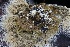  ( - FDS-CA-00721)  @11 [ ] by-nc (2024) Taye Bright Fungal Diversity Survey