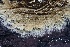  ( - FDS-CA-00721)  @11 [ ] by-nc (2024) Taye Bright Fungal Diversity Survey