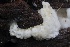  ( - FDS-CA-00722)  @11 [ ] by-nc (2024) Taye Bright Fungal Diversity Survey