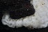  ( - FDS-CA-00722)  @11 [ ] by-nc (2024) Taye Bright Fungal Diversity Survey