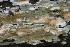  ( - FDS-CA-00723)  @11 [ ] by-nc (2024) Taye Bright Fungal Diversity Survey