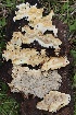  ( - FDS-CA-00723)  @11 [ ] by-nc (2024) Taye Bright Fungal Diversity Survey