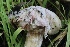  ( - FDS-CA-00724)  @11 [ ] by-nc (2024) Taye Bright Fungal Diversity Survey