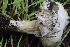  ( - FDS-CA-00724)  @11 [ ] by-nc (2024) Taye Bright Fungal Diversity Survey