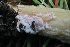  ( - FDS-CA-00724)  @11 [ ] by-nc (2024) Taye Bright Fungal Diversity Survey