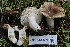  ( - FDS-CA-00726)  @11 [ ] by-nc (2024) Taye Bright Fungal Diversity Survey