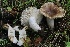  ( - FDS-CA-00726)  @11 [ ] by-nc (2024) Taye Bright Fungal Diversity Survey