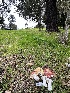  ( - FDS-CA-00731)  @11 [ ] by-nc (2024) Taye Bright Fungal Diversity Survey