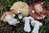  ( - FDS-CA-00731)  @11 [ ] by-nc (2024) Taye Bright Fungal Diversity Survey