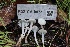  ( - FDS-CA-00733)  @11 [ ] by-nc (2024) Taye Bright Fungal Diversity Survey