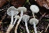  ( - FDS-CA-00733)  @11 [ ] by-nc (2024) Taye Bright Fungal Diversity Survey