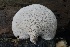  ( - FDS-CA-00735)  @11 [ ] by-nc (2024) Taye Bright Fungal Diversity Survey