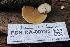  ( - FDS-CA-00735)  @11 [ ] by-nc (2024) Taye Bright Fungal Diversity Survey