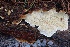  ( - FDS-CA-00800)  @11 [ ] by-nc (2024) Taye Bright Fungal Diversity Survey