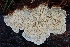  ( - FDS-CA-00800)  @11 [ ] by-nc (2024) Taye Bright Fungal Diversity Survey