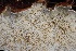  (Heterobasidion irregulare - FDS-CA-00800)  @11 [ ] by-nc (2024) Taye Bright Fungal Diversity Survey
