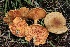  (Hygrophoropsis sp. PNW06 - FDS-CA-00741)  @11 [ ] by-nc (2024) Taye Bright Fungal Diversity Survey