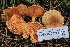  ( - FDS-CA-00741)  @11 [ ] by-nc (2024) Taye Bright Fungal Diversity Survey