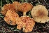 ( - FDS-CA-00741)  @11 [ ] by-nc (2024) Taye Bright Fungal Diversity Survey