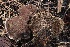  ( - FDS-CA-00742)  @11 [ ] by-nc (2024) Taye Bright Fungal Diversity Survey