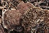  ( - FDS-CA-00742)  @11 [ ] by-nc (2024) Taye Bright Fungal Diversity Survey
