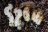  ( - FDS-CA-00743)  @11 [ ] by-nc (2024) Taye Bright Fungal Diversity Survey