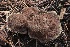  ( - FDS-CA-00742)  @11 [ ] by-nc (2024) Taye Bright Fungal Diversity Survey