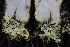  ( - FDS-CA-00743)  @11 [ ] by-nc (2024) Taye Bright Fungal Diversity Survey