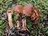  ( - FDS-CA-02101)  @11 [ ] by (2024) Mandy Hackney Fungal Diversity Survey