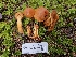  ( - FDS-CA-02101)  @11 [ ] by (2024) Mandy Hackney Fungal Diversity Survey