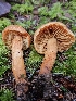  ( - FDS-CA-02101)  @11 [ ] by (2024) Mandy Hackney Fungal Diversity Survey