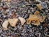  ( - FDS-CA-02102)  @11 [ ] by (2024) Mandy Hackney Fungal Diversity Survey